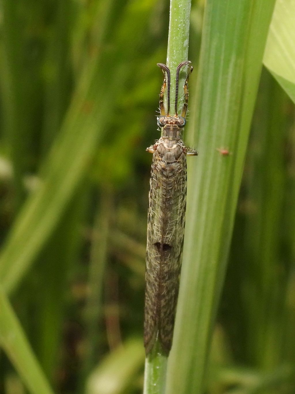 Myrmeleontidae ID